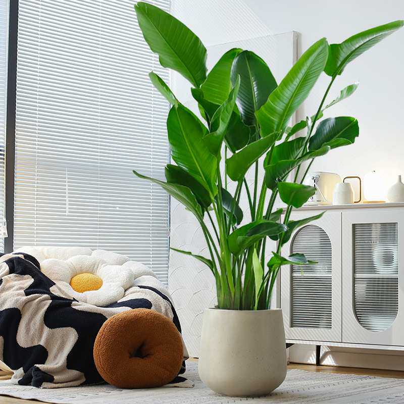 天堂鸟客厅绿植盆栽大型植物办公室落地大号花卉好养除甲醛龙血树
