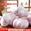紫白皮大蒜头新鲜干蒜中大果可吃可种产地直发 农家新干蒜