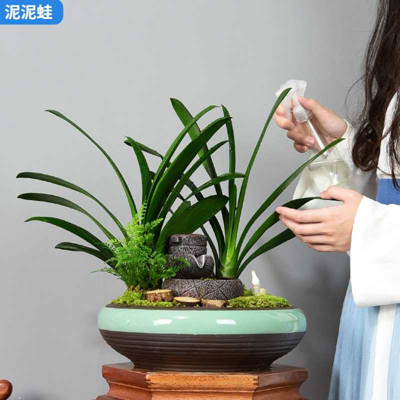 君子兰盆栽客厅办公盆景兰花绿植观花观叶植物花卉装饰四季常青