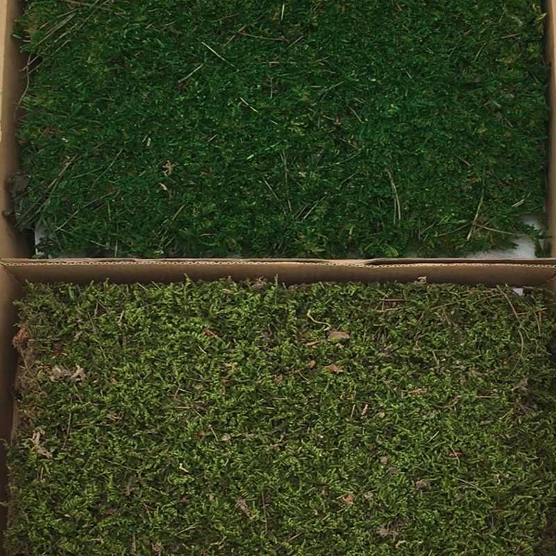 植被大灰苔藓景观 家居墙面装饰保鲜花配材情人节礼物拍摄道具