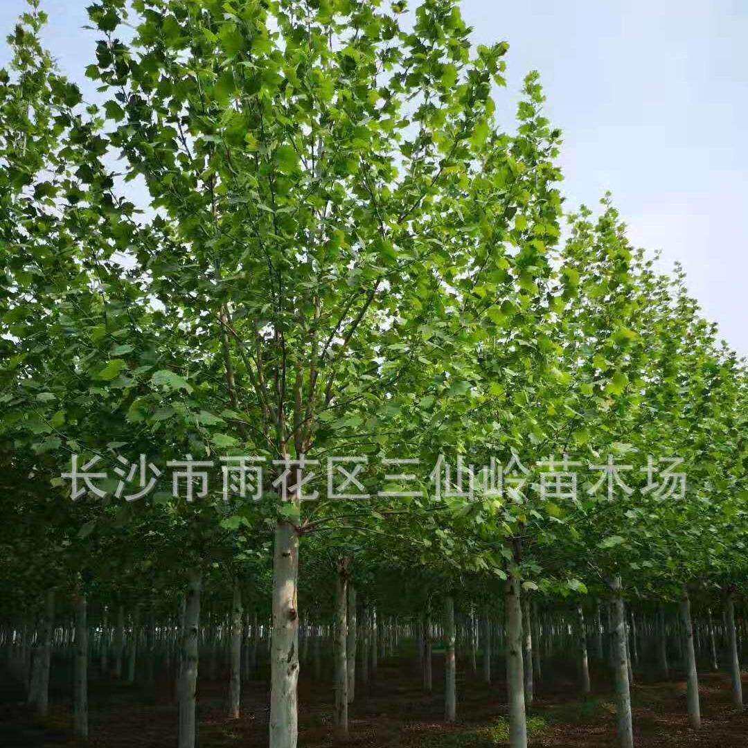 法国梧桐 湖南落叶乔木法国梧桐树直径15-20公分 绿化苗木