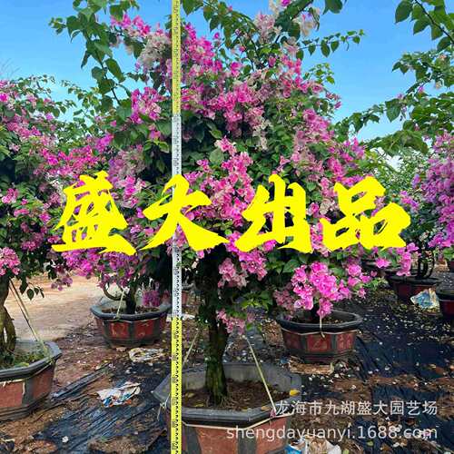 福建漳红樱三角梅广红樱价格 绿樱三角梅基地 多色三角梅花柱