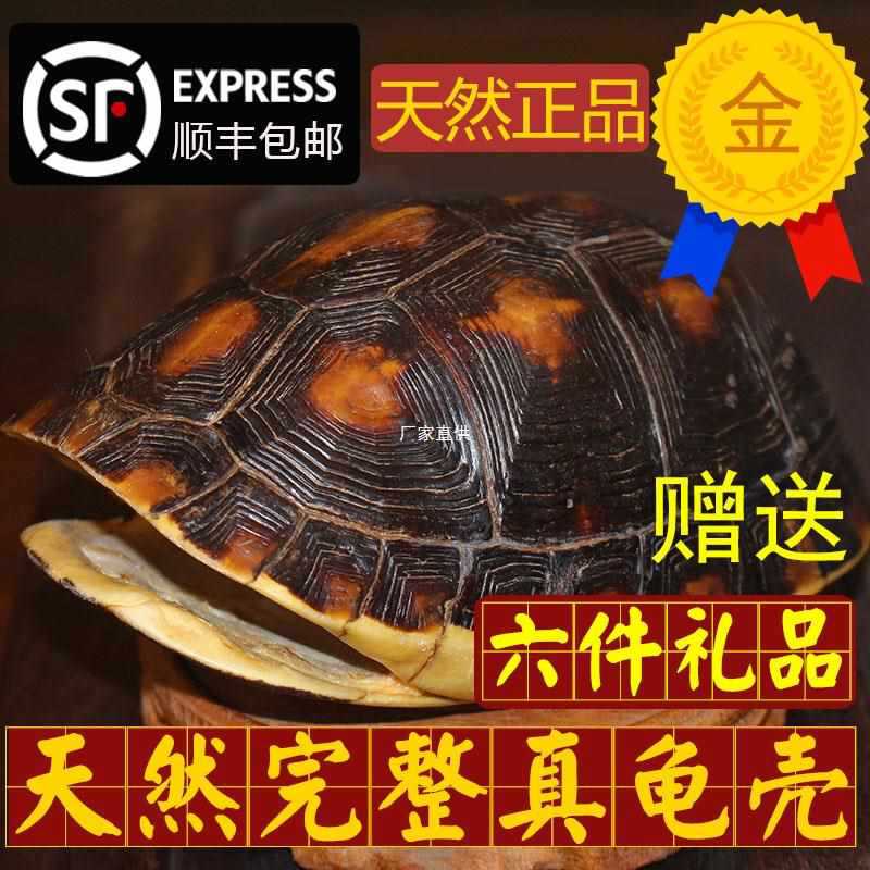 天然完整干净真乌龟壳富甲文玩盘玩手把件龟甲家居摆件送礼品