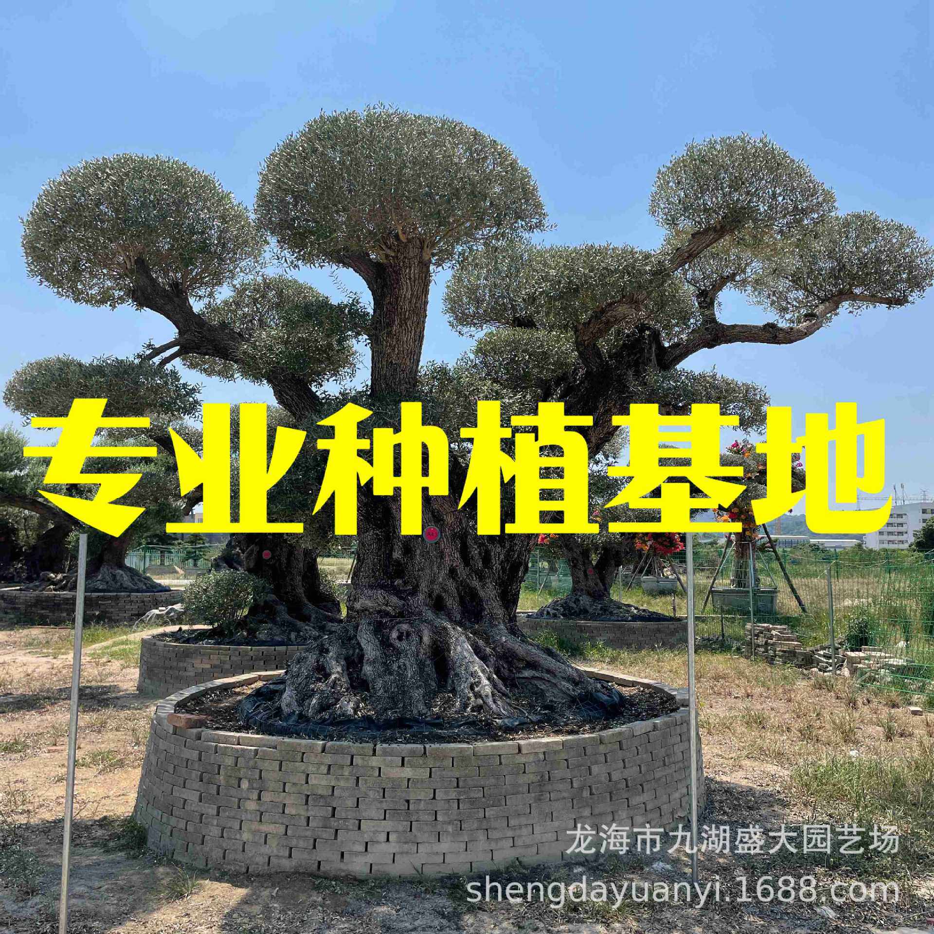 进口西班牙油橄榄基地 意大利油橄榄价格 造型欧洲油橄榄树