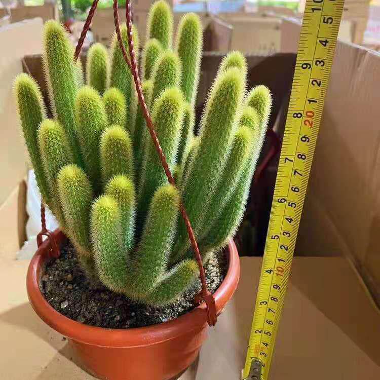 【基地直供】家居植物花卉盆栽 仙人掌多肉植物盆栽 黄金条群