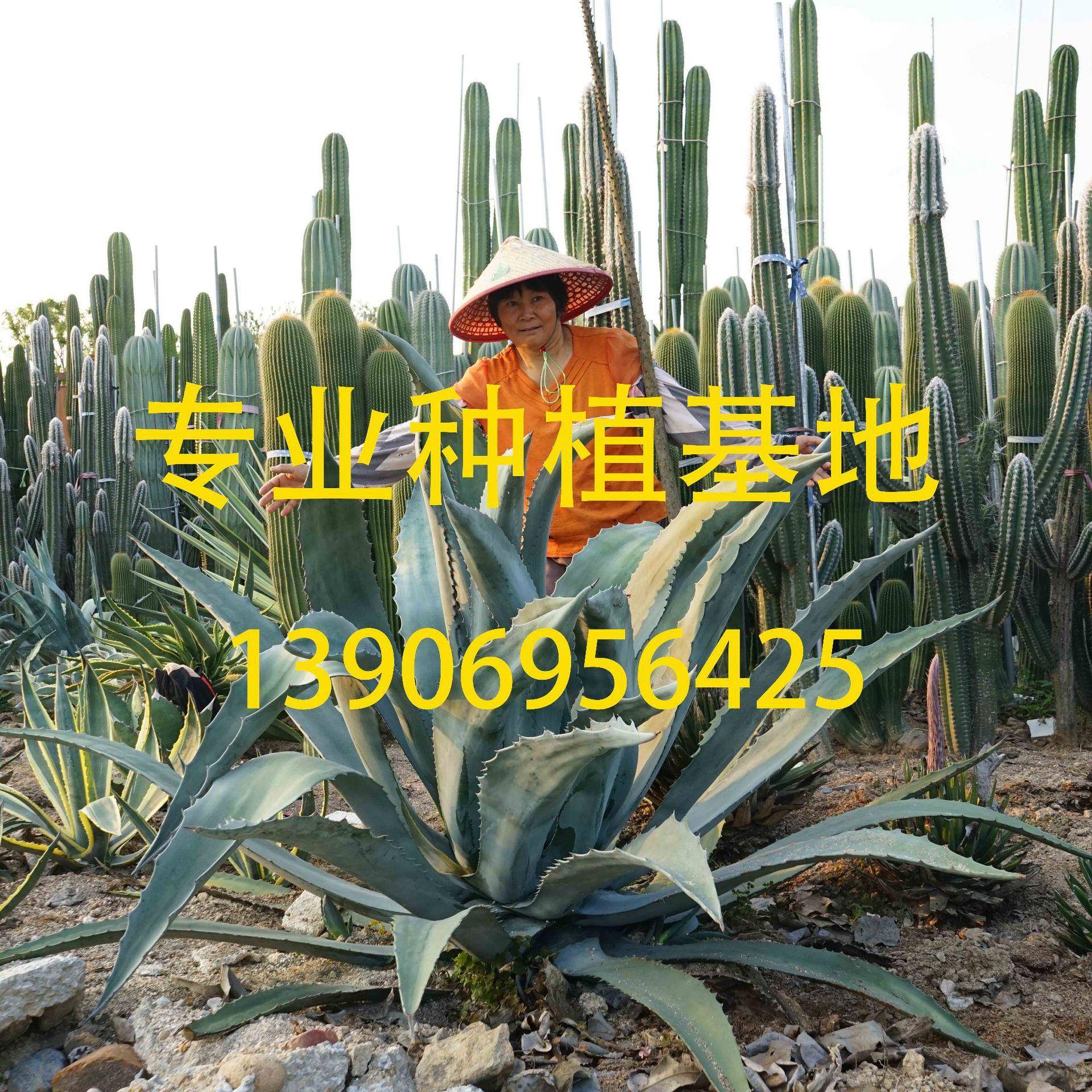 剑麻银灰室内龙舌兰盆栽 景观中大型植物植株 雄壮大气 配植成景