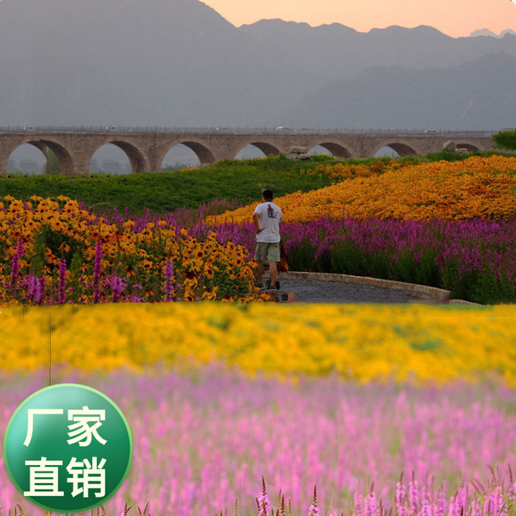 老店批发多年生花海草籽黑心菊百日草步步登高野花草草籽