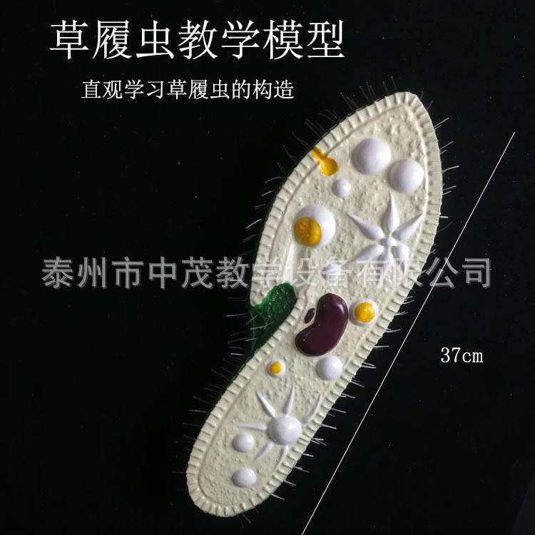 草履虫模型生物实验室教学模型仪器实验器材教具教学仪器