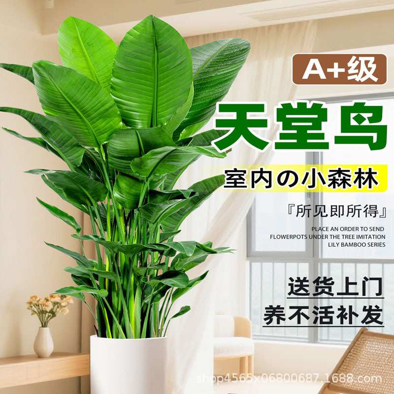 天堂鸟客厅绿植盆栽室内大型绿植办公室大叶植物鹤望兰去甲醛花卉