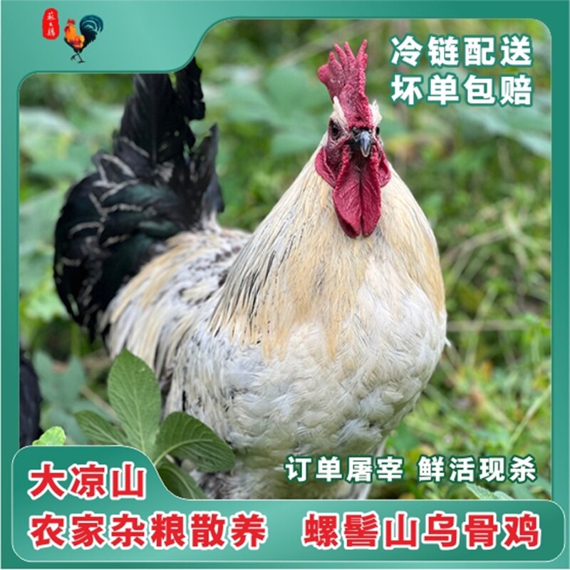 四川山地乌骨鸡风吹鸡 整只3.5斤 肉质紧实 农家散养土鸡