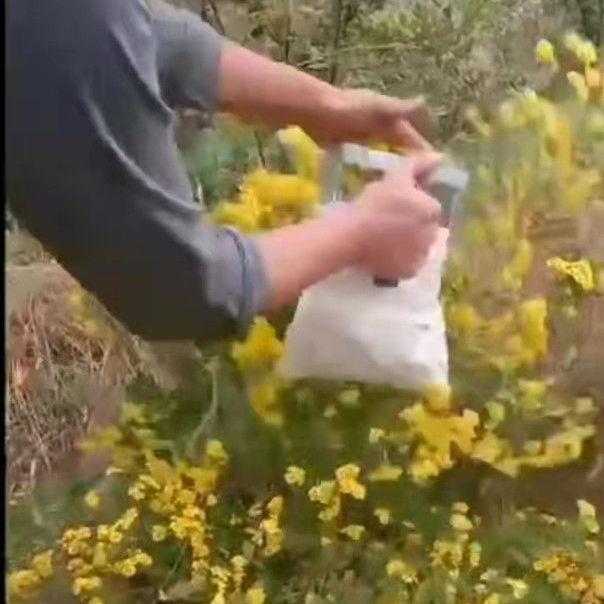 菊花带采器采菊花采杭白菊茶工具野一键杭白菊花器菊花工具摘机摘