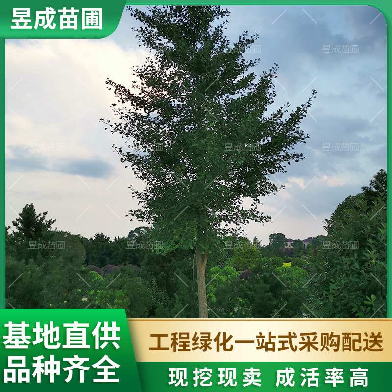 银杏风景树地径25-30公分庭院植物行道绿化苗木基地 落叶银杏