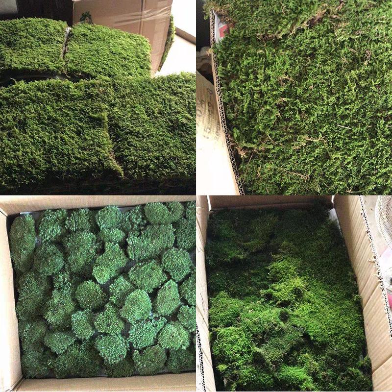 鲜活野生新鲜白发草皮苔藓短绒大灰藓园林花园植物造景微景观材料