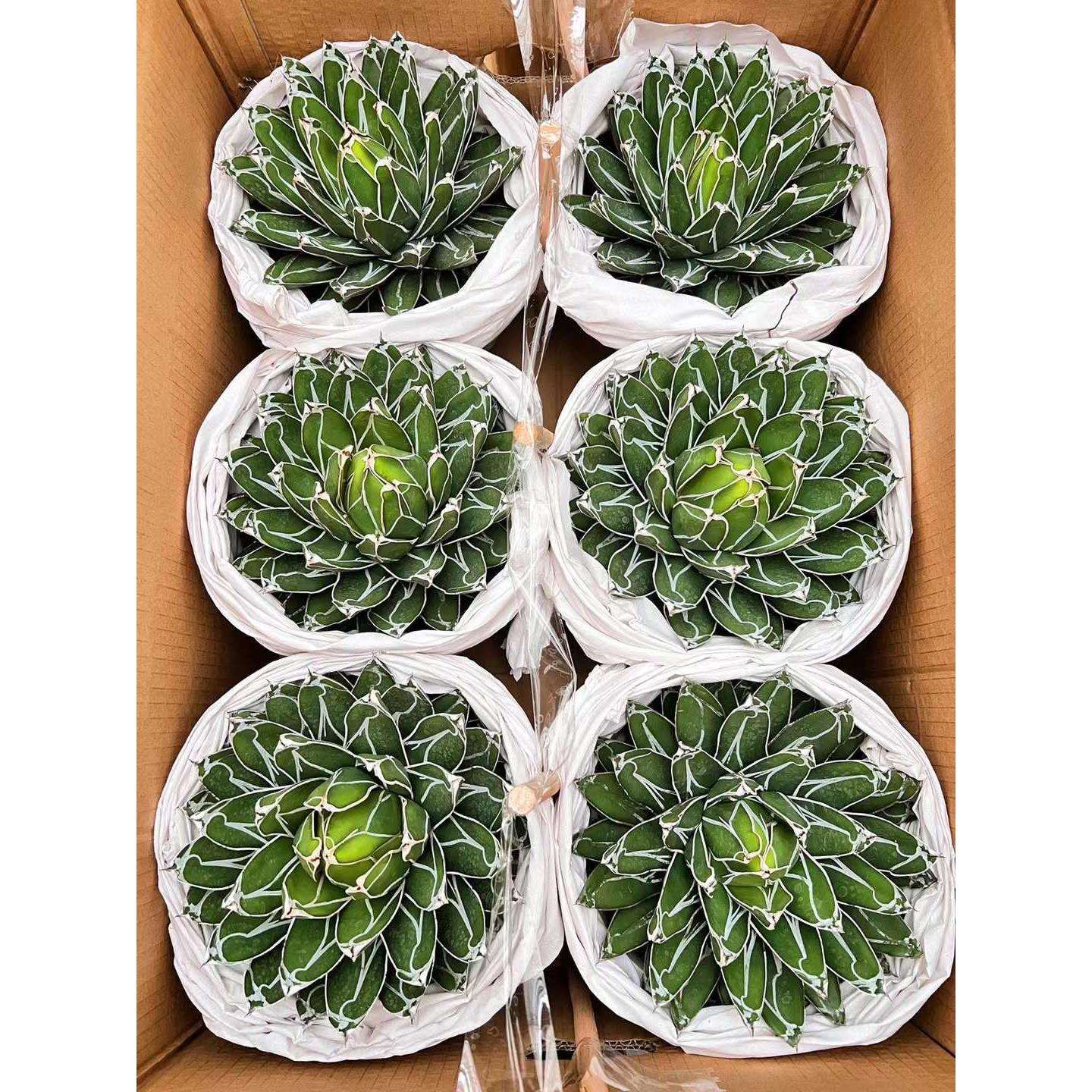 基地直销仙人球植物盆栽 居家花卉绿植盆栽 世之雪6装