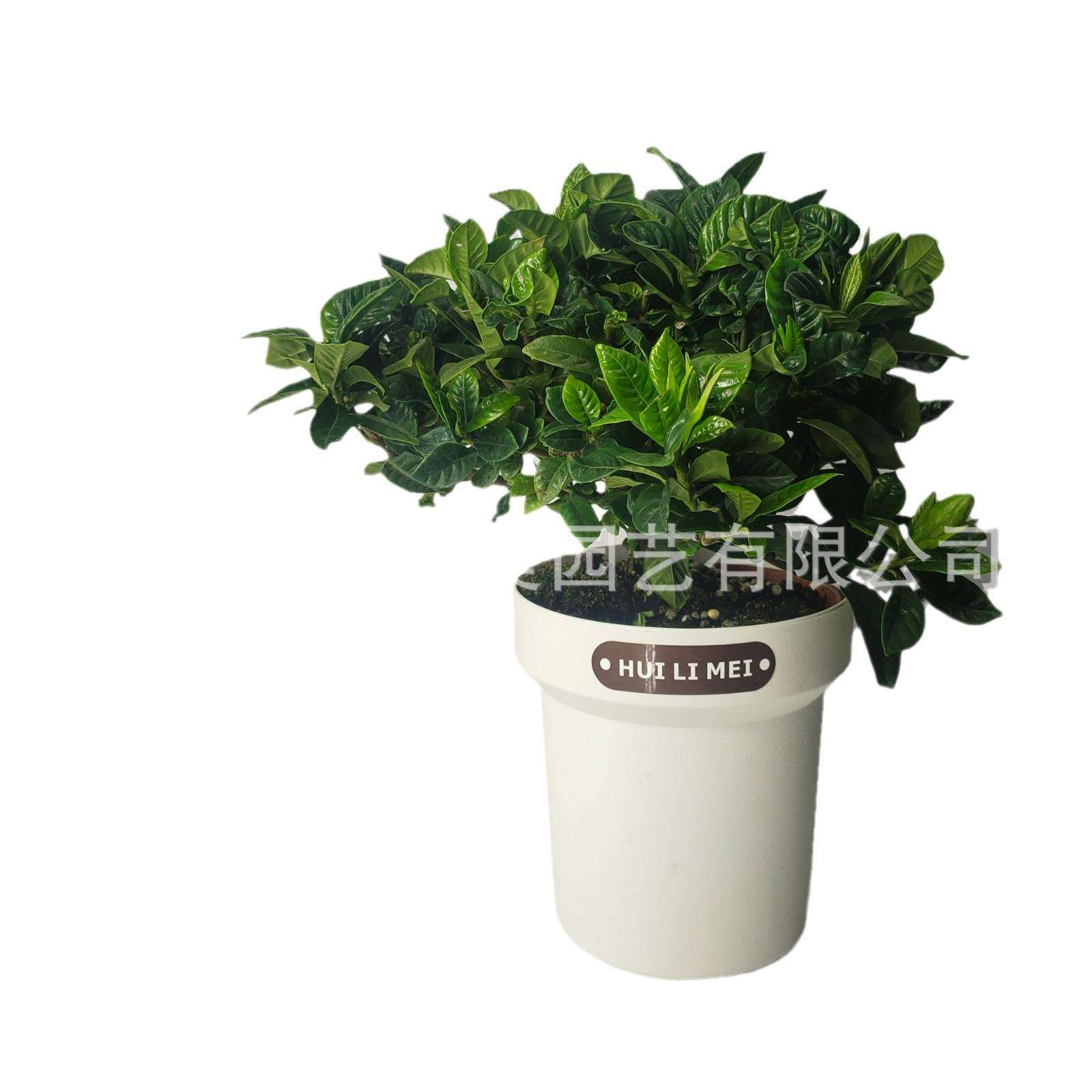 卉立美树脂花盆仿陶土圆形花盆加厚家用懒人塑料花盆罗马风兰花盆