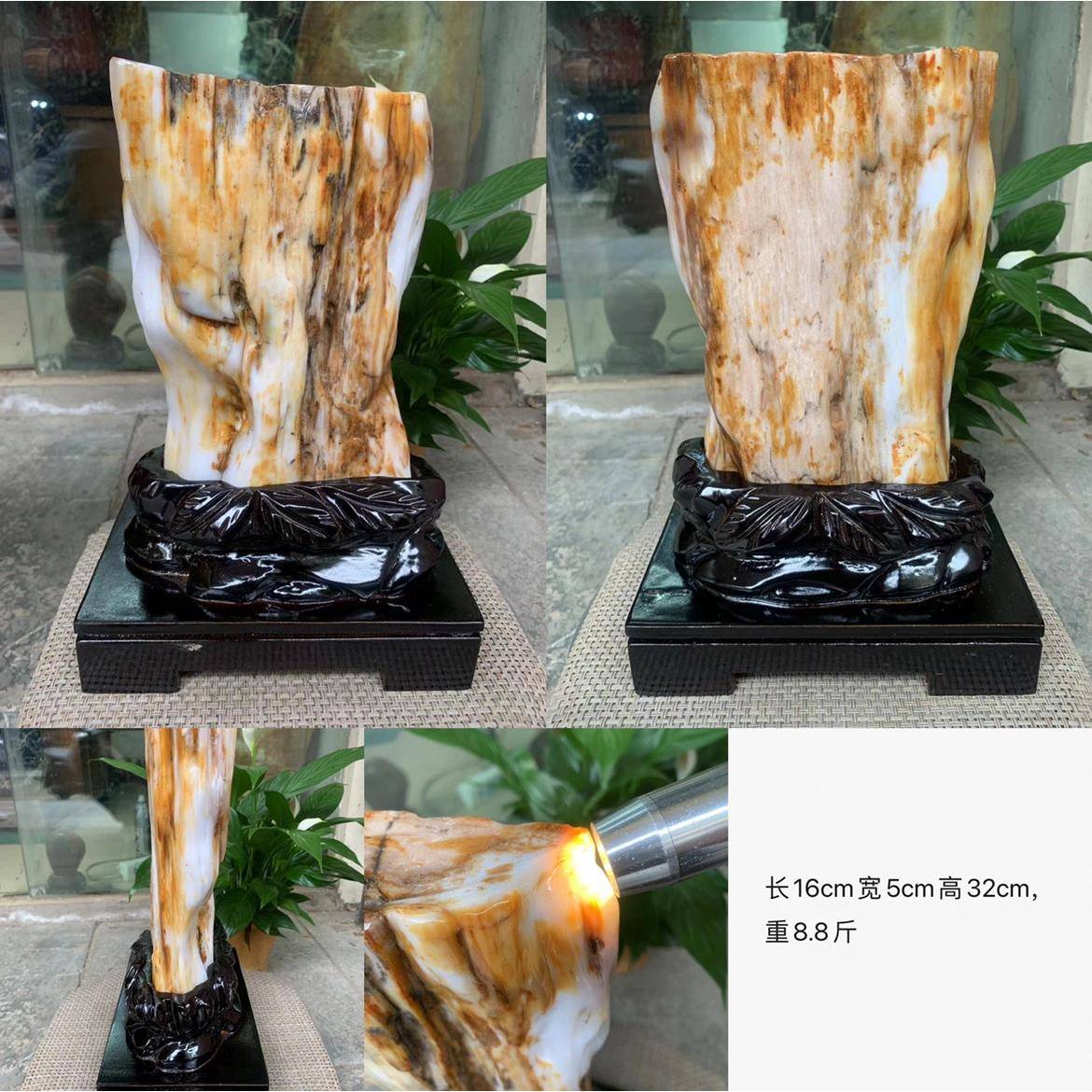 天然化石树化F767S97T玉奇厅石客摆件玄木关大号摆件