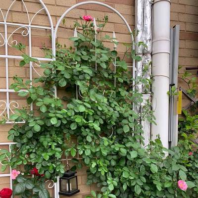 爬藤架铁艺蔷薇爬藤子花爬1支架户外铁庭院植物月季线莲攀架花架