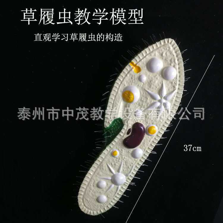 草履虫模型生物实验室教学模型仪器实验器材教具教学仪器