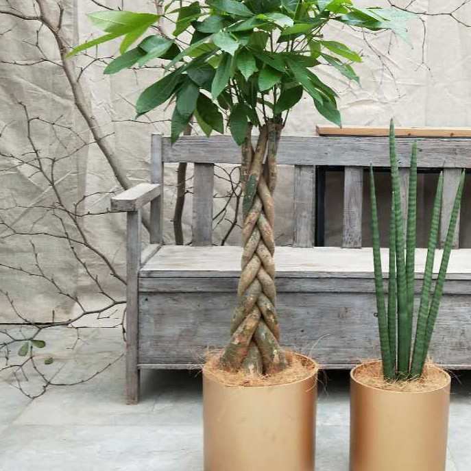 椰丝园艺花卉植物绿植土壤土面遮盖用椰丝花盆掩盖表土多肉铺面