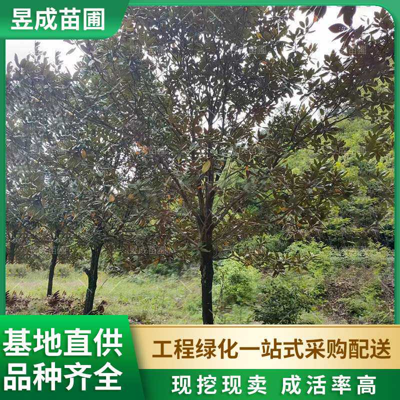广玉兰湖南基地 地径15-20公分绿化造型别墅庭院风景树广玉兰