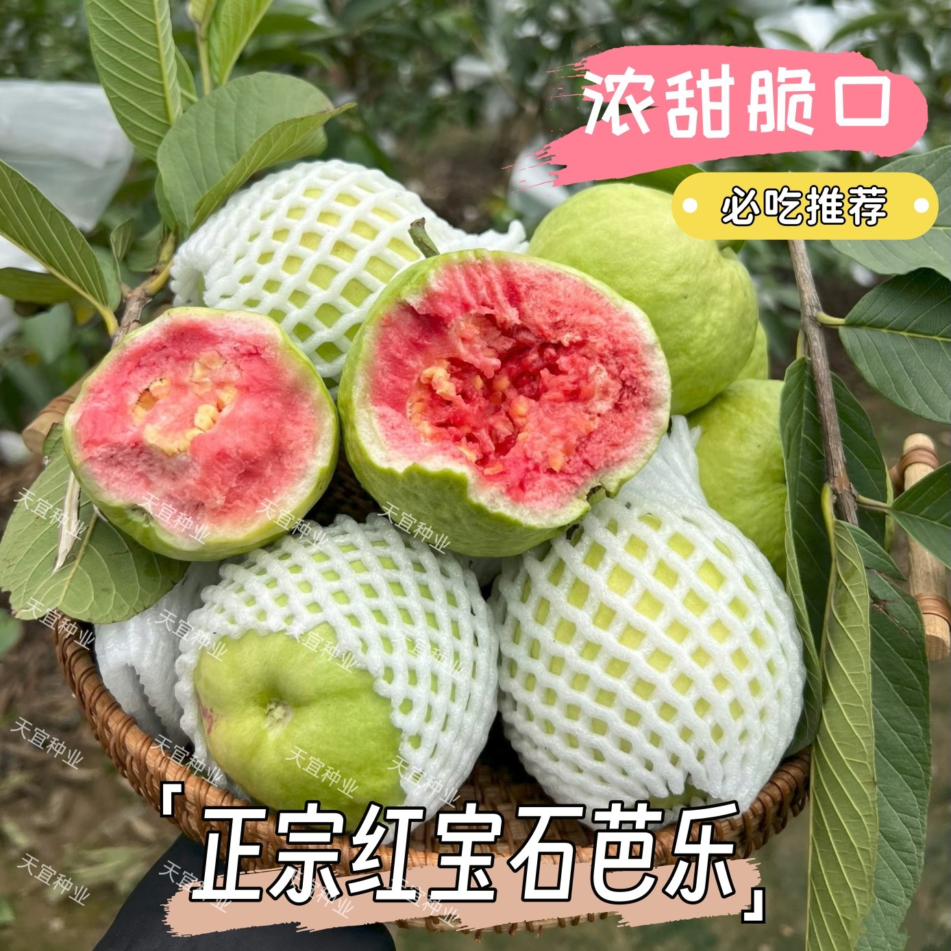 正宗【红宝石芭乐】番石榴红心芭乐新鲜广东水果奶油批发整箱现摘,水产肉类/新鲜蔬果/熟食,番石榴/芭乐,淘宝优惠券,粉丝福利购,淘宝优惠卷
