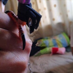 臧红山鸦/红嘴山鸦脚链脚套/臧红脚链/皮套脚环/鸟用品鸟具鸟链子