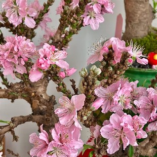 福星蟠桃赏花赏果客厅庭院好养,各类盆景花卉