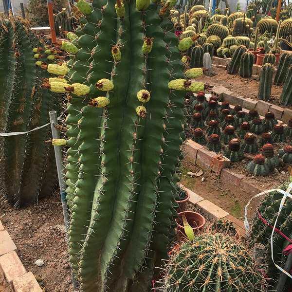 常年开花仙人球 巨鹫玉于钩刺沙生植物苗木基地 大型造景沙生植物