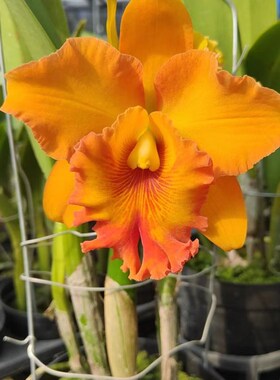 西班牙眼 Rlc. Spanish Eyes  金矿 黄色大花卡特兰 浓香