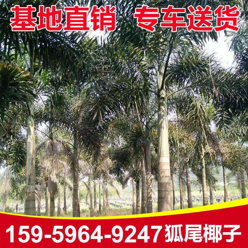 狐尾椰子基地供应各种规格绿化苗木狐尾椰子树棕榈科观赏树