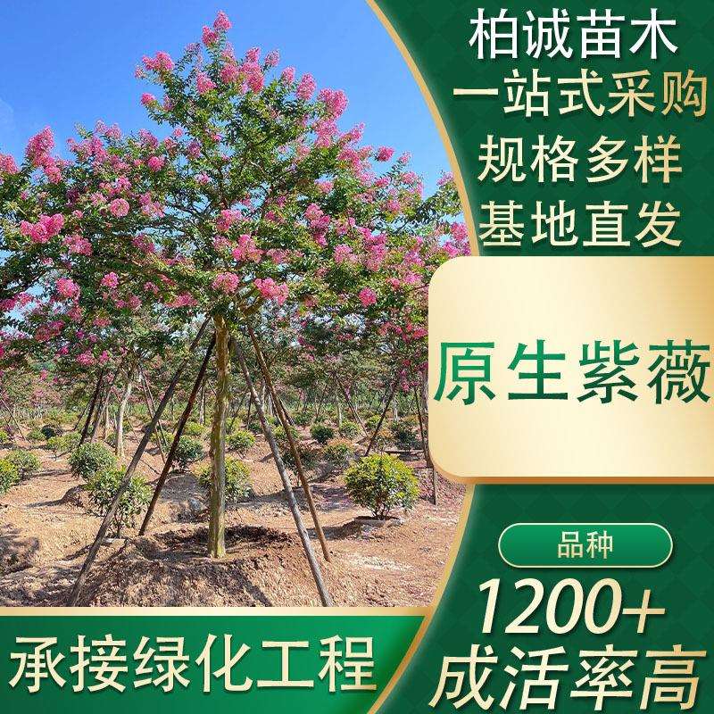 长沙基地百日红别墅庭院观赏树原生紫薇树直杆小叶紫薇庭院景观树