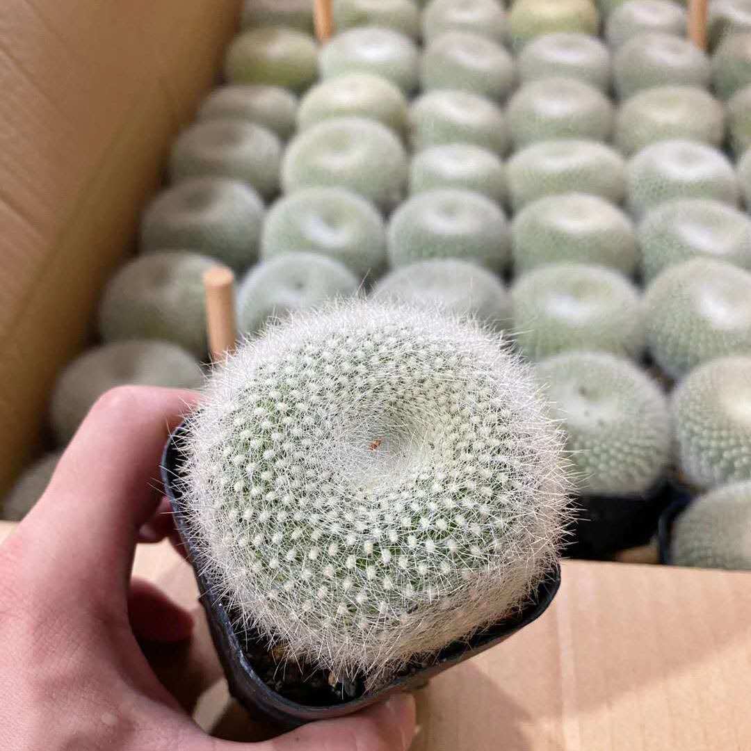 基地直供 家居室内植物花卉盆栽 仙人球植物盆栽 白雪光