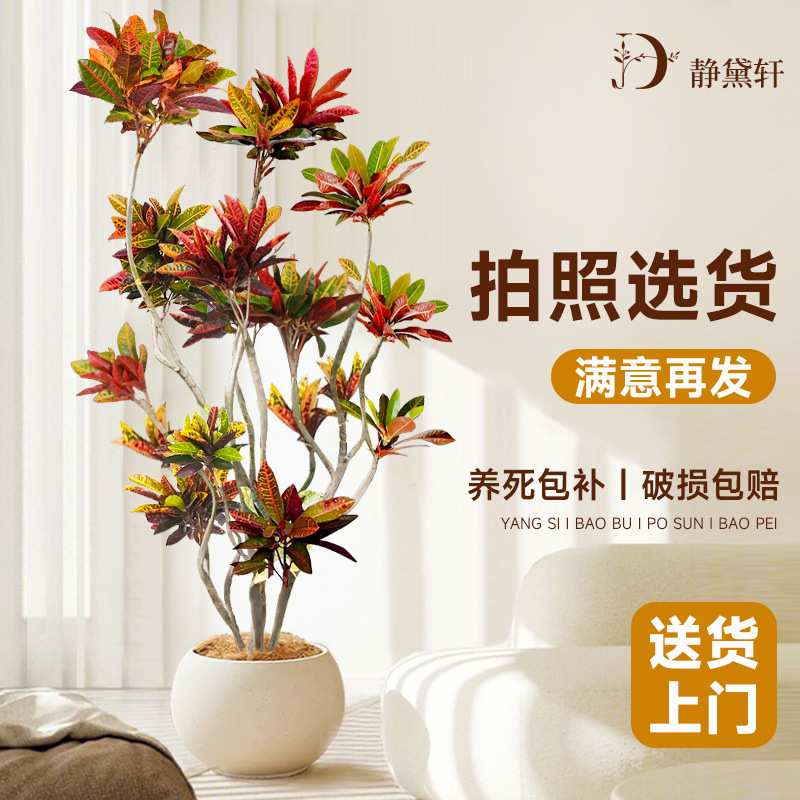 变叶木室内大型绿植盆栽真树洒金榕旺宅好养大号客厅喜阴四季造景