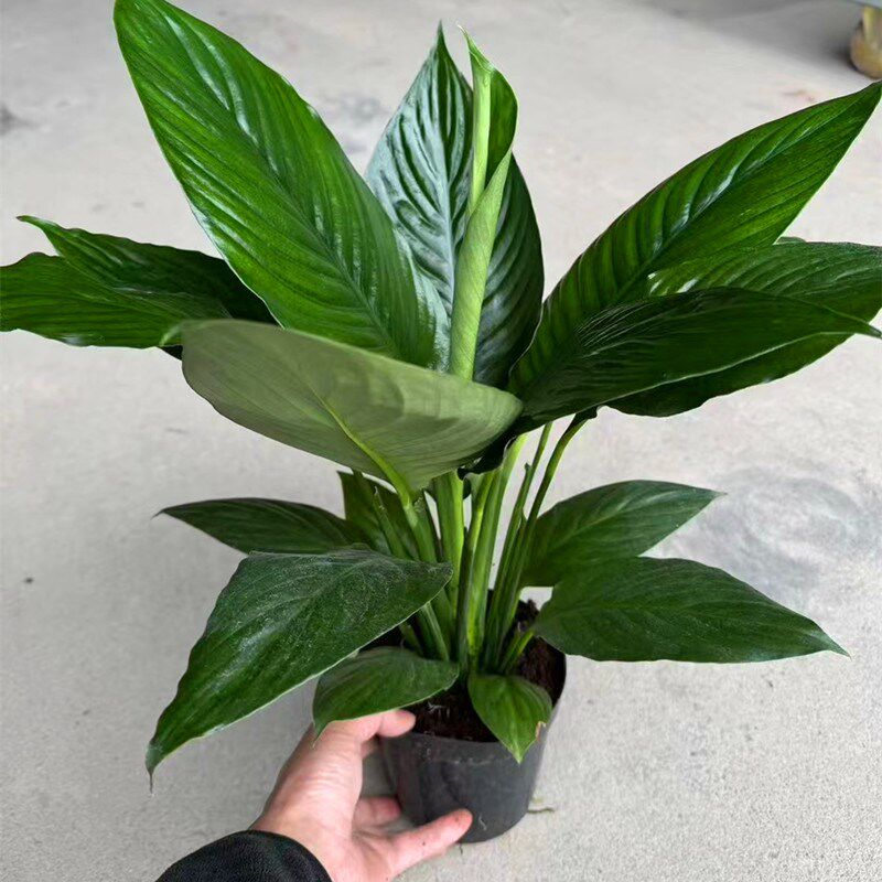 绿巨人盆栽观叶植物办公室大叶客厅桌面万年青绿植吸尘净化空气