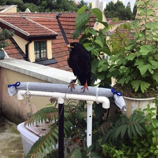 臧红山鸦/红嘴山鸦脚链脚套/臧红脚链/皮套脚环/鸟用品鸟具鸟链子