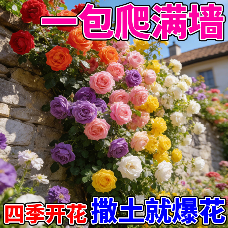 四季开花蔷薇花种子好养活蔷薇花籽卉阳台庭院室内外盆栽景观花种