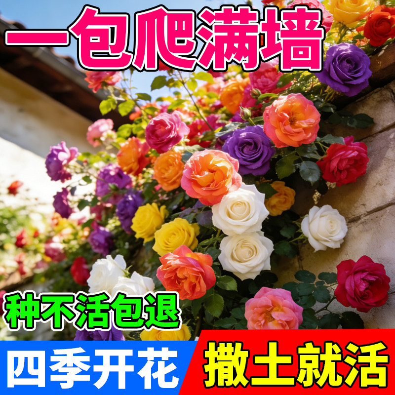 四季开花蔷薇花籽易活爬藤花种子阳台庭院盆栽花卉室内外景观花种