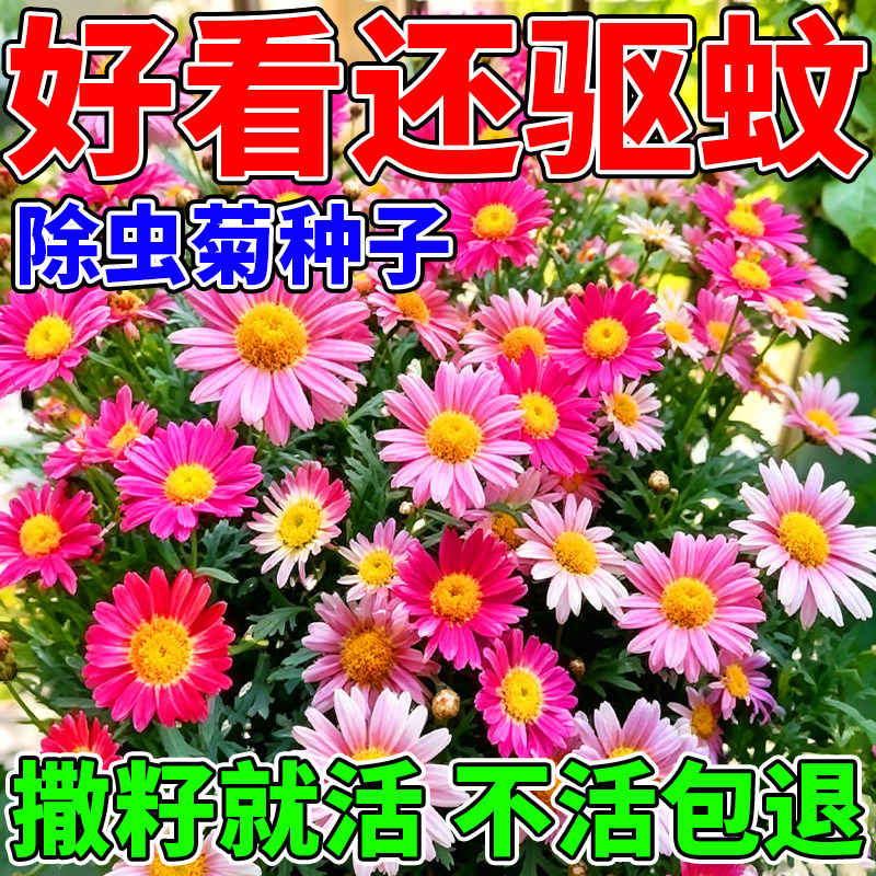 【撒一次长满院】除虫菊驱蚊虫菊种驱蚊花种盆栽庭院花卉植物种子
