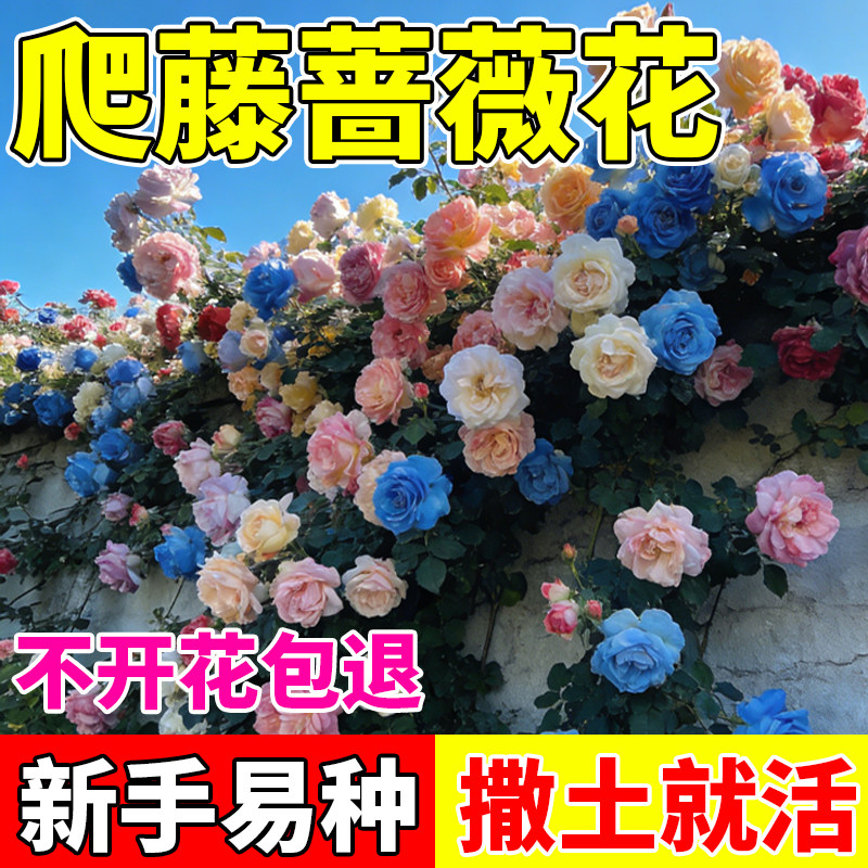 蔷薇花种子房前屋后四季开花蔷薇种子开花不断爬墙庭院室内花卉