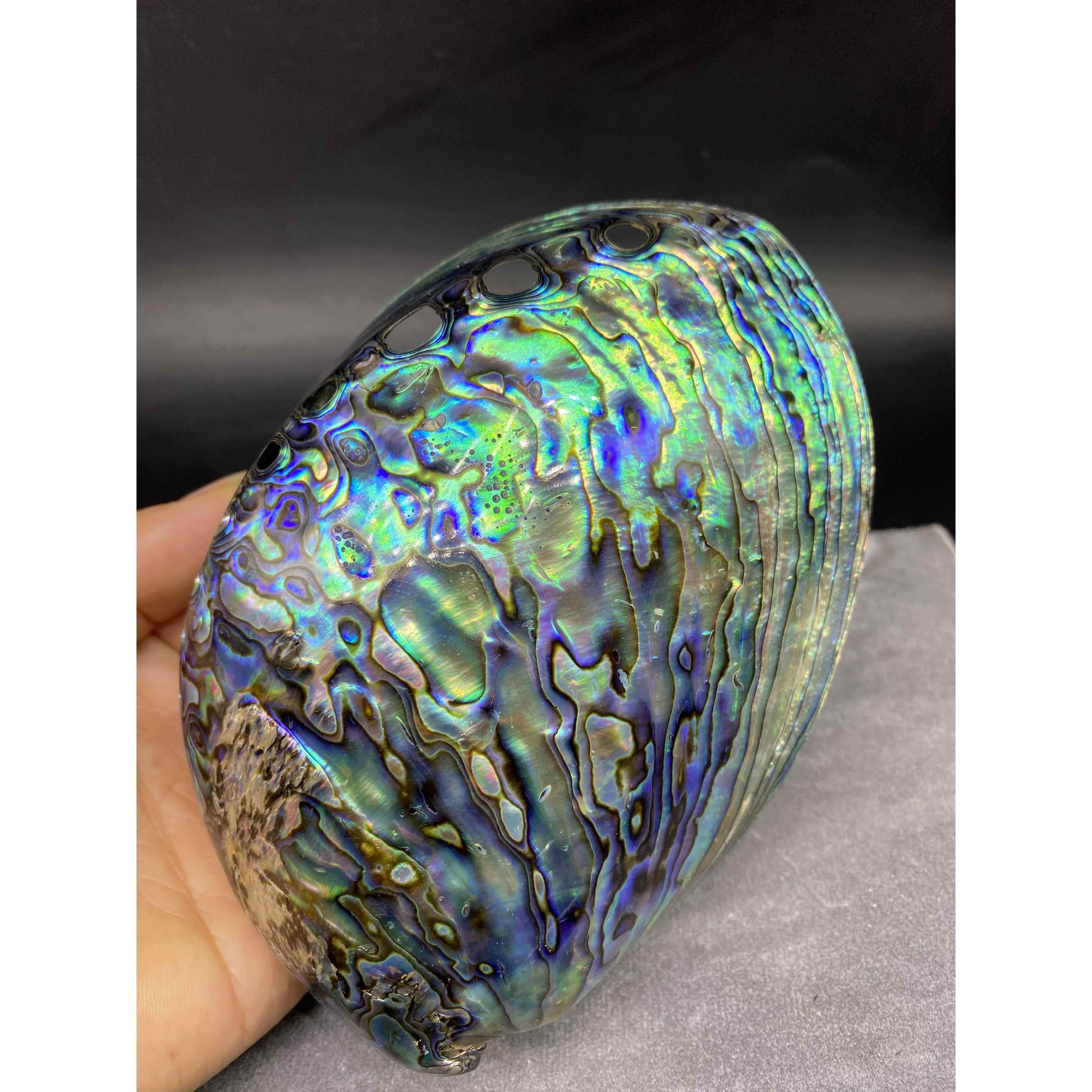 炫彩光泽蓝色鲍鱼壳新西兰鲍鱼贝天然贝壳鼠尾草燃烧壳