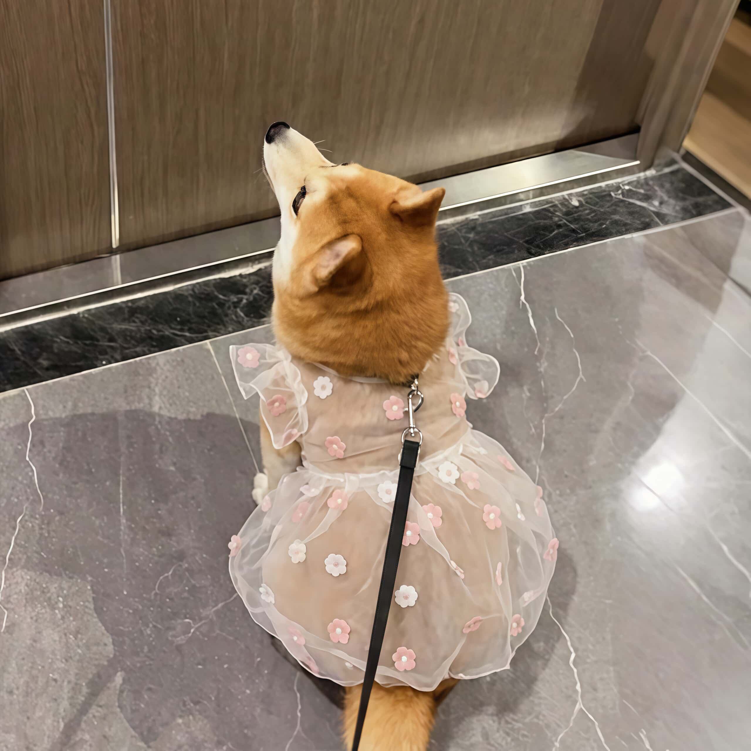狗狗衣服欧根纱刺绣雏菊小飞袖宠物礼服连衣裙防蚊虫防掉毛家居服