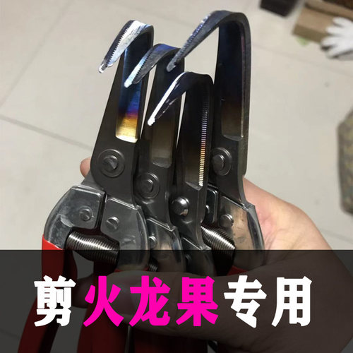 火龙果阎芽剪枝条剪芽刺专用剪刀角剪勾剪火龙果用品修芽剪果剪子
