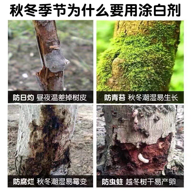 树干林白剂大树防虫杀菌抗寒果树涂白防冻园涂树木涂白剂刷白剂