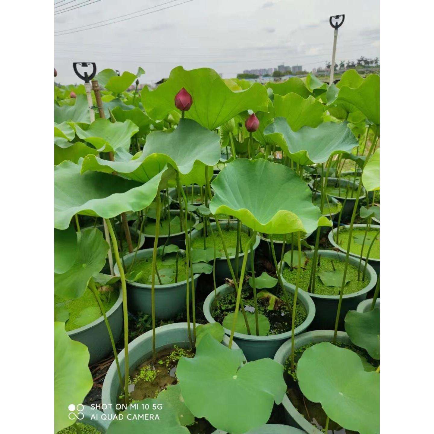 荷花水养盆栽碗莲苗带泥水培植物带花苞室外水池净化水质睡莲花卉