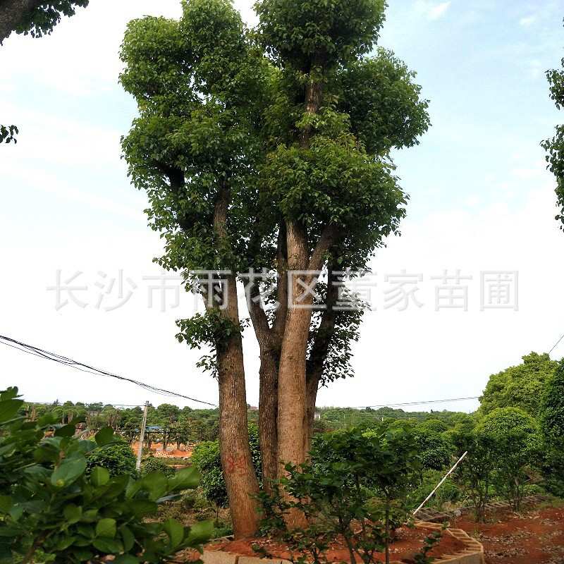多杆香樟 4-5杆的丛生香樟树 多头香樟树 树形优美 价格实惠