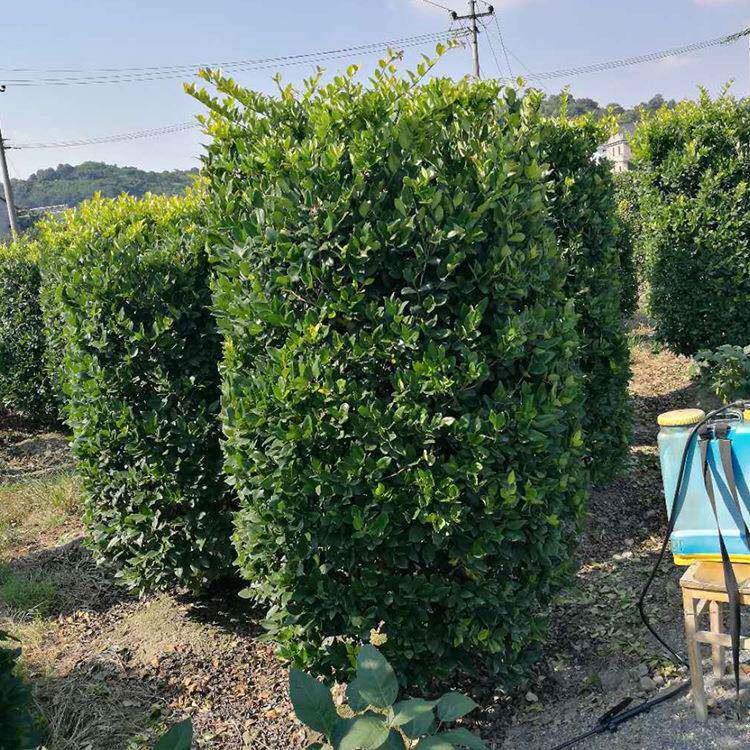 苗木 绿化工程 园林 花灌木金森女贞柱用于美观园艺基地欢迎采购