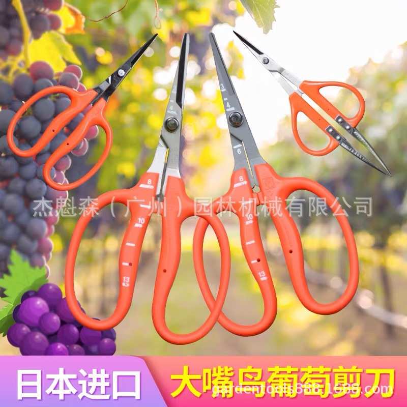 近正大嘴鸟chikamasa剪子 园艺镊剪葡萄摘果剪水果剪阳光玫瑰剪刀