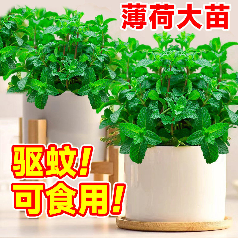 驱蚊驱虫植物薄荷盆栽迷迭香可食用室内外水培绿植好养办公室桌面