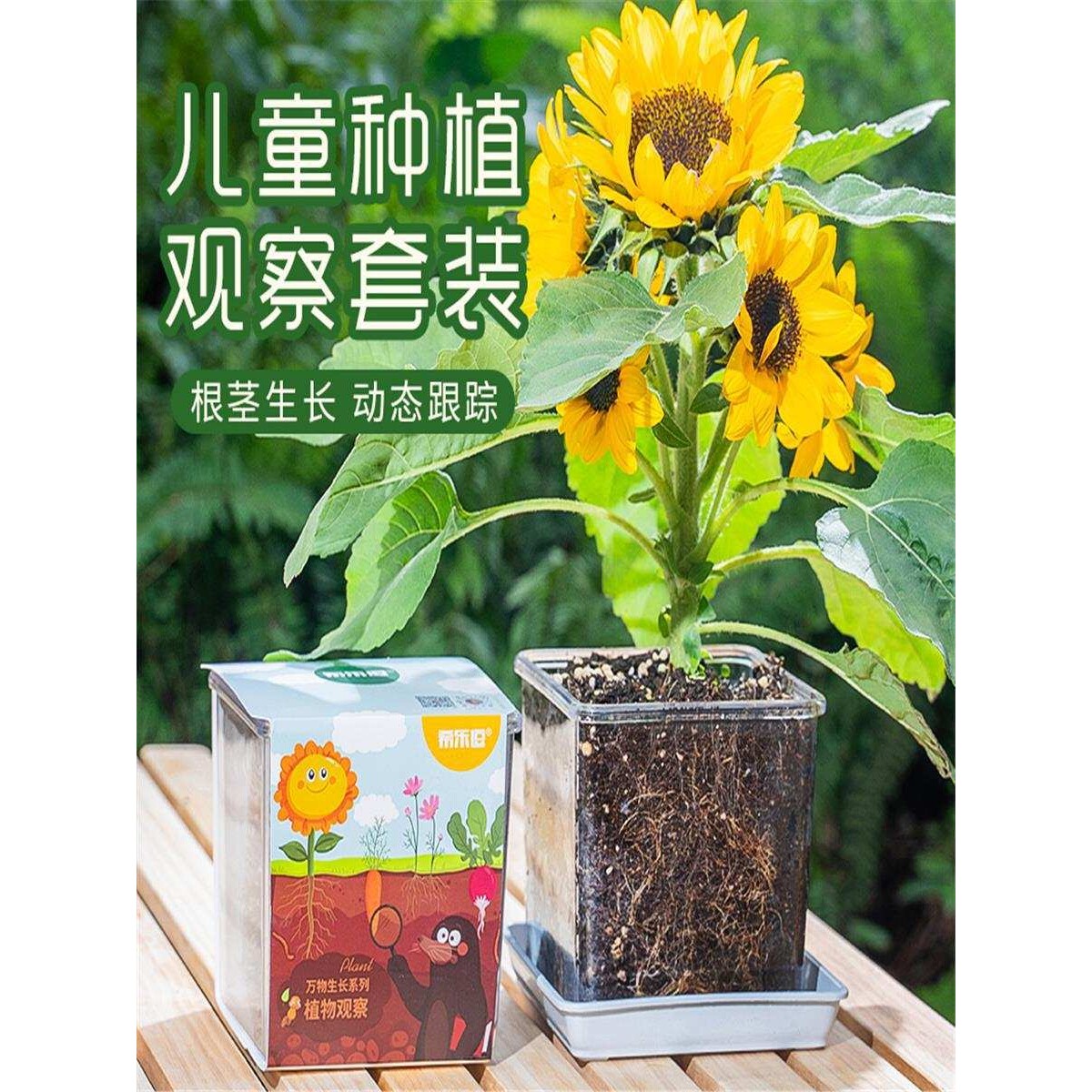 小盆栽室内迷你桌面植物儿童种植情绪稳定创意礼物盲盒办公室绿植