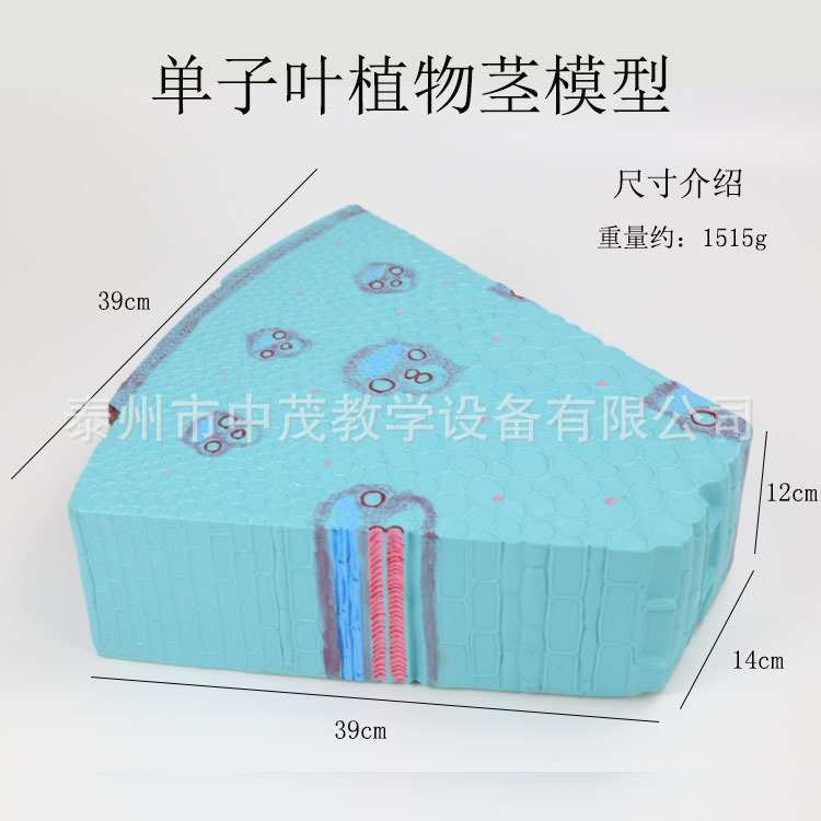 生产厂家 33004单子叶植物茎模型 玉米茎横切面 初中生物教学仪器